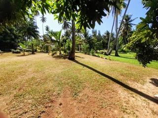 MOOREA - Local Spirit 1 - Hauru - 2