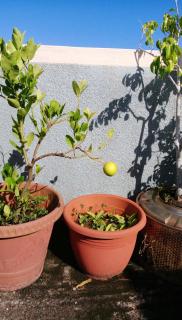 Charming studio with sea-view terrace in Souillac - 22 m². - Souillac - 4
