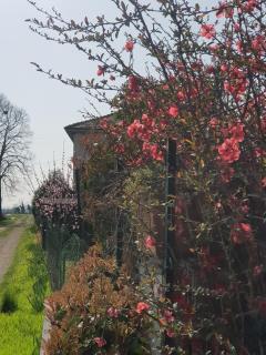 Az.Agr.Cascina Moretta - Momo - 1