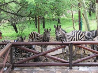 Milkwood Holiday Home - 6