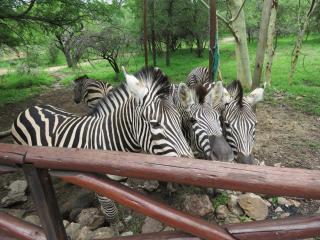 Milkwood Holiday Home - 1