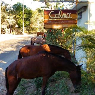 Calma Apartments Costa Rica - Mal País - 9