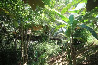TREEHOUSE PILON PAVONES - Pavones - 6