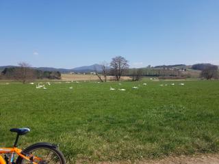 Chambtaler Hof - Runding - 4