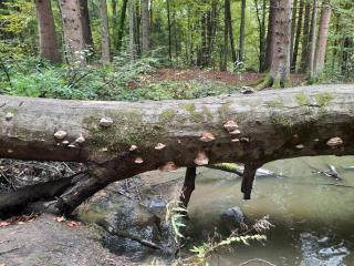 Chambtaler Hof - Runding - 2