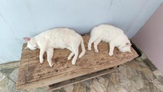 Space Hostel , quartos privativos - Arraial do Cabo - 4