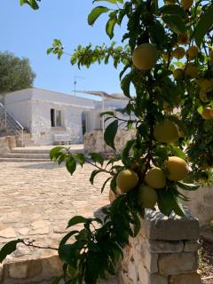 Trullo Palummieddu - Ostuni - 3
