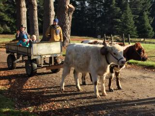 Mohaka River Farm - 3