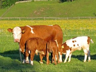 Hausernhof - Chiemgau Karte - Inzell - 6