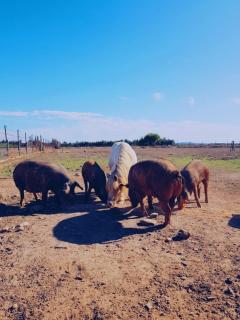 Quinta do Sardanito de Tras - 4