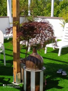 Kristalex Pet Family Hotel - Cesenatico - 9
