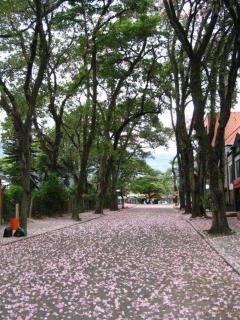 APARTAESTUDIOS AMOBLADOS ARBOLEDA DE CADIZ - Ibagué - 4
