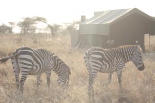 Kananga Special Tented Camp - Banagi - 6