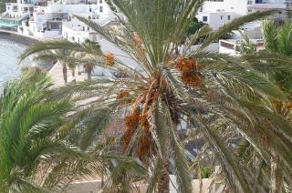 CASA LAS PLAYITAS -CLP- BEST SEA VIEW - In 1 Minute Ocean - Las Playitas - 5