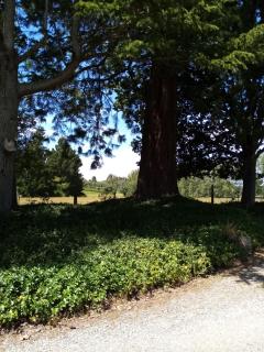 Blue Stone - Timaru - 7