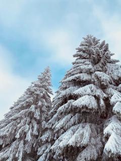 Pension Haus am Wald - 6