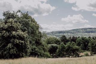 4-Zimmer-Ferienwohnung Waldblümle - 2