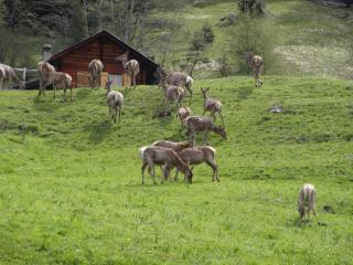 Chalet Edelweiss - Hérémence - 5