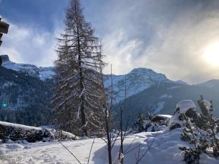 Rose de Noël - Les Diablerets - 6