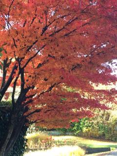 Landhaus Camillas Höhe - Mirbach - 1