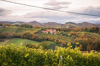 Weingut Leopold Dietrich - Gamlitz - 6