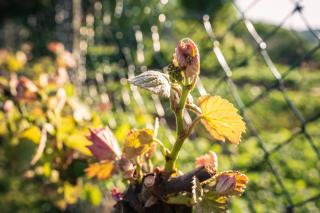Weingut Leopold Dietrich - Gamlitz - 5