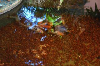 Hotel Charme Fonte do Boi - 3