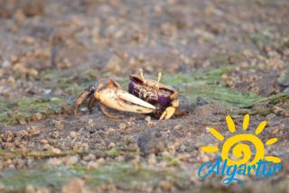 Formosa Bay by Algartur - 8