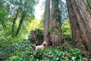 Artist's Perch - Guerneville - 6