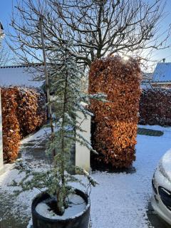 Helts B&B - Helts Guesthouse - Herning - 9