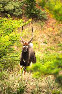Buffalo House @Bankenkloof Private Game Reserve - Tierpoort - 3