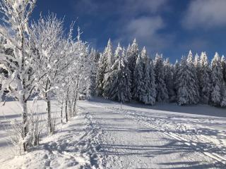 Höhengasthaus Kolmenhof an der Donauquelle - Furtwangen - 9