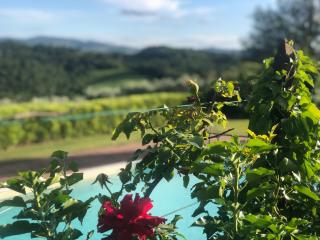 Villa Il Leccio - Strada - 4