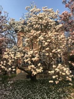 L'Atelier des Magnolias - Aumont - 2