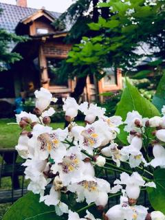 Agroturystyka Przylesie - Wolimierz - 7