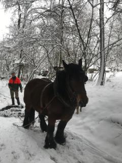 Chalet Le Grand Cerf - Bullange - 4
