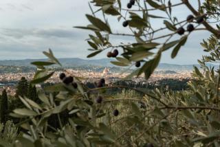 Fattoria di Maiano - Fiesole - 2