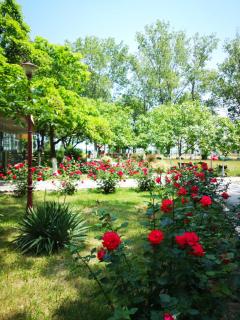 Complex Mediteranean Mamaia - Mamaia - 1