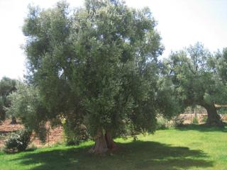 La Vigna Vecchia - Fasano - 2