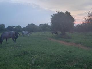636 Itaga Safari Lodge, Mabalingwe Nature Reserve - Mabula - 2