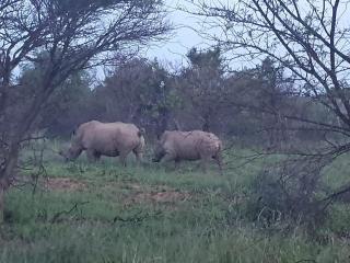 636 Itaga Safari Lodge, Mabalingwe Nature Reserve - Mabula - 5