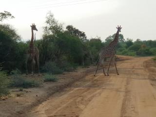 636 Itaga Safari Lodge, Mabalingwe Nature Reserve - Mabula - 3