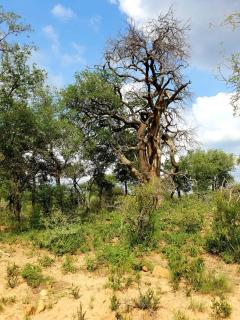 636 Itaga Safari Lodge, Mabalingwe Nature Reserve - Mabula - 7