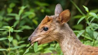 Pousada Salve Floresta - 7