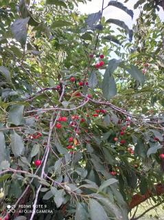 Calafate Viejo Hostel - 8