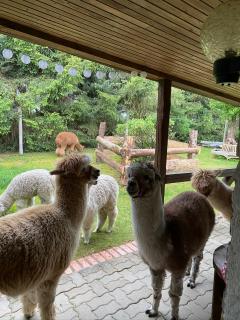 Alpakatherapie und Ferienhof Charlottenthal - Charlottenthal - 7