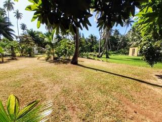 MOOREA - Local Spirit Iti 2 - Hauru - 2