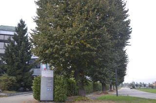 HOTEL CAVALIERI - Pignerol - 4