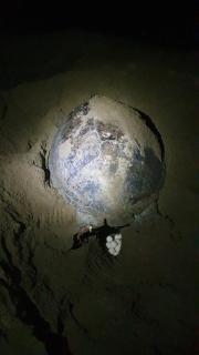 Java Turtle Lodge Meru Betiri - 7