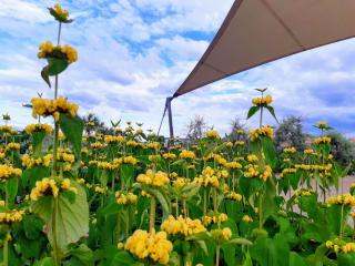 Camping Veld & Duin - Bredene - 1